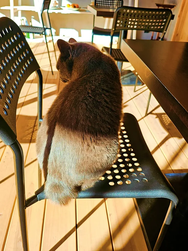 카페 테라스 의자에 앉아 있는 귀여운 동네 고양이 뒷모습